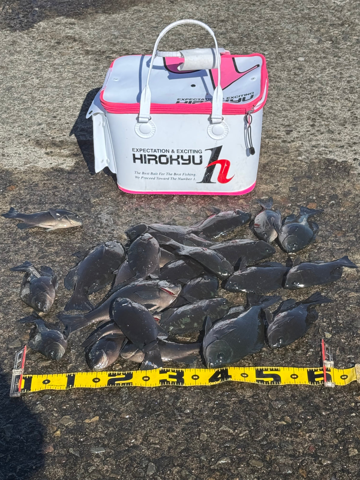桜島見ながらグレ釣行 松田