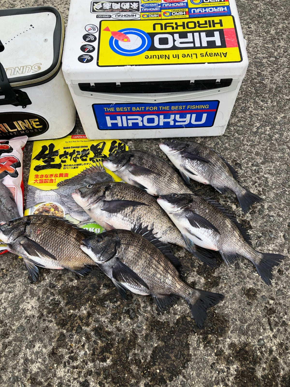 『今年は少し遅れ気味?』 秦