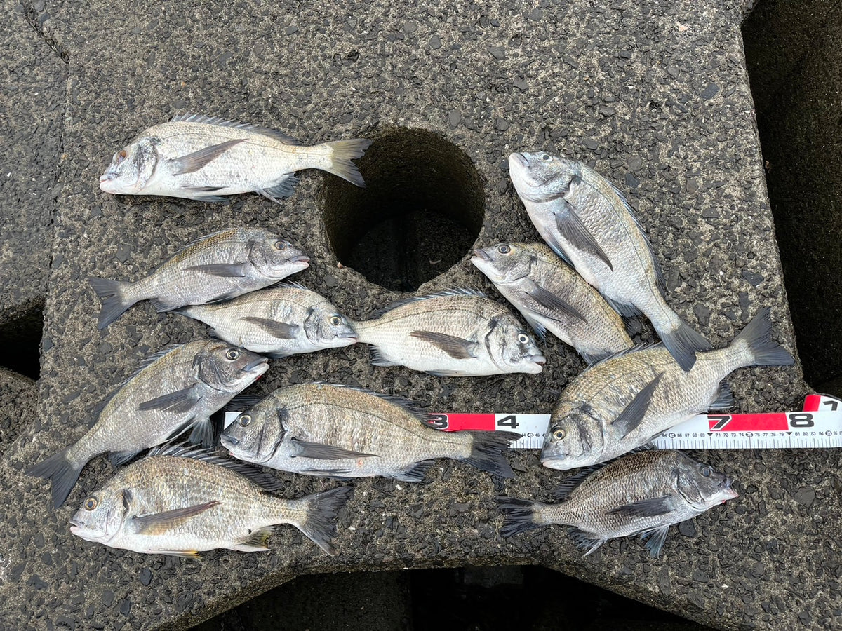 鹿児島県姶良市防波堤でチヌ釣り 花堂