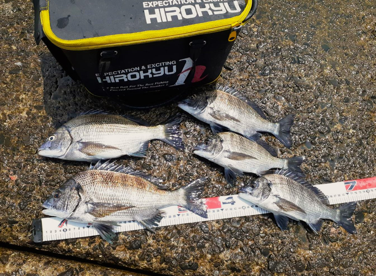 近場でちょいチヌ釣行 shun