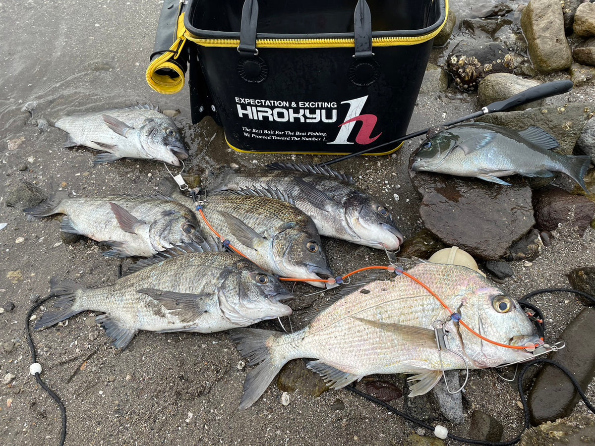 霧島の地磯でチヌ釣り 酒匂