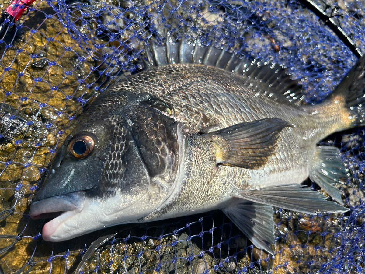 釣り仲間とチヌ釣りへ! 外輪