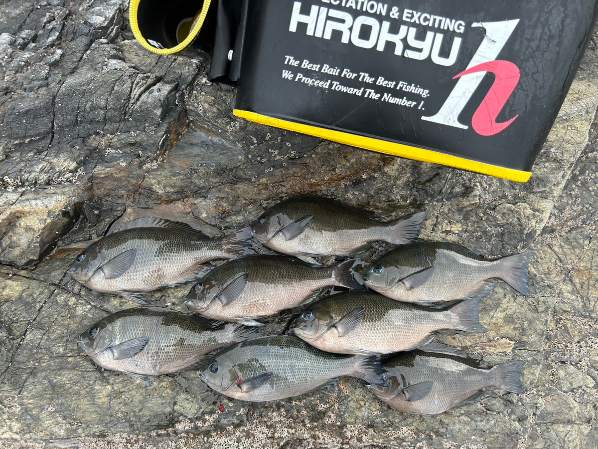 笠戸島沖の磯のグレ 外輪