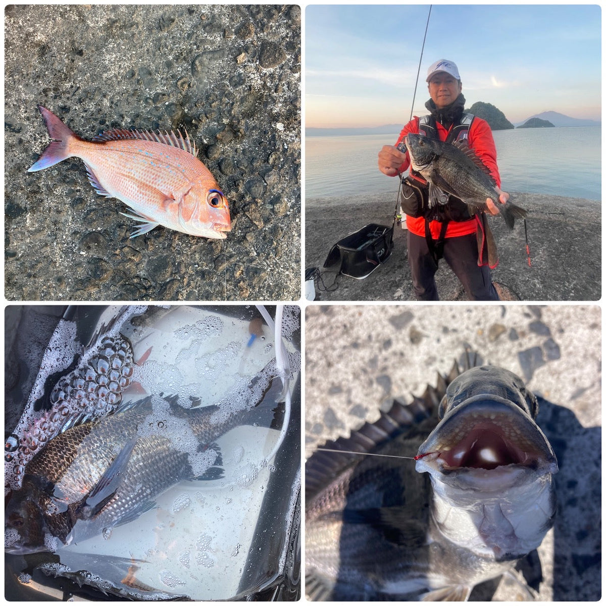 錦江湾チヌ釣り 上木原