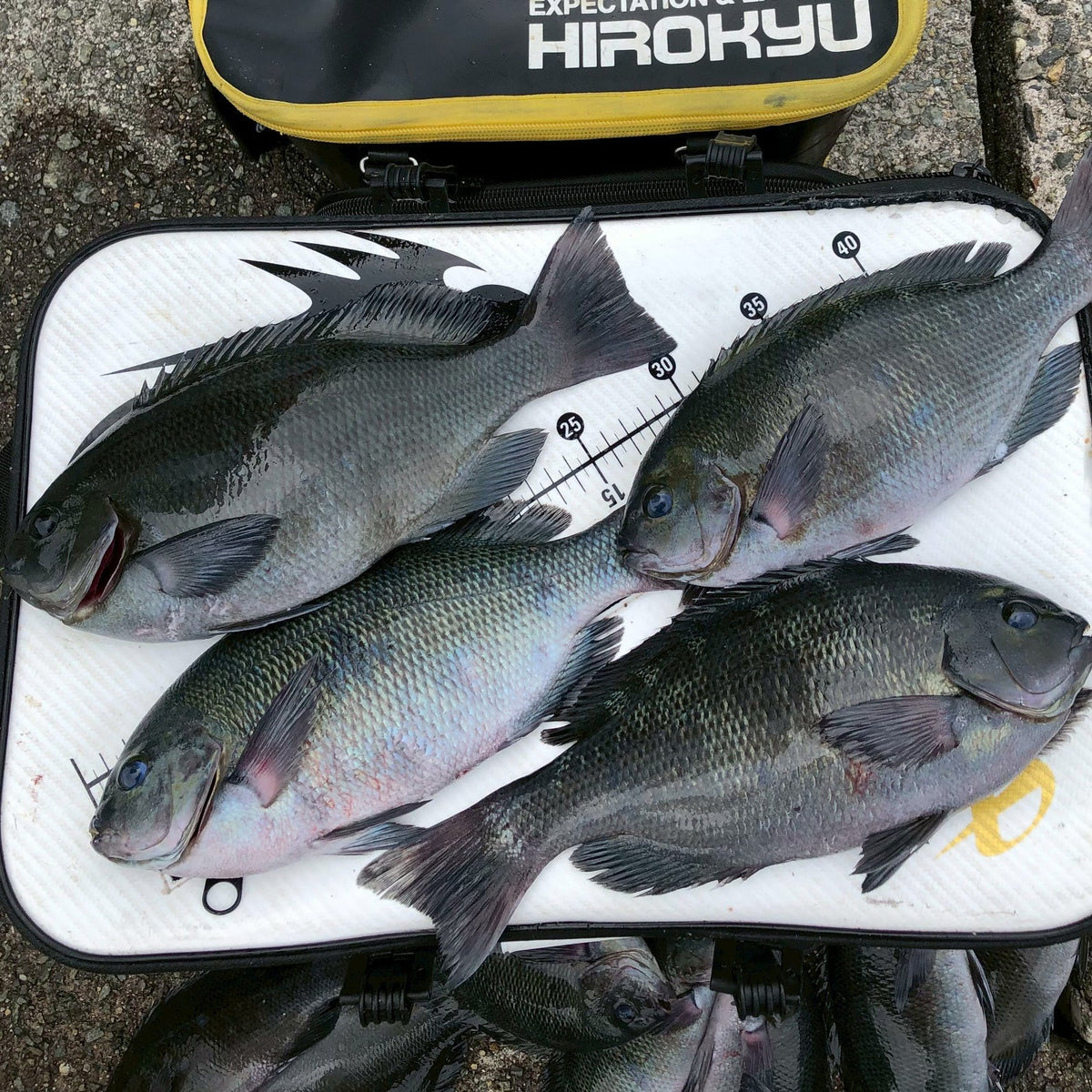 梅雨入り前の波止グレ 秦