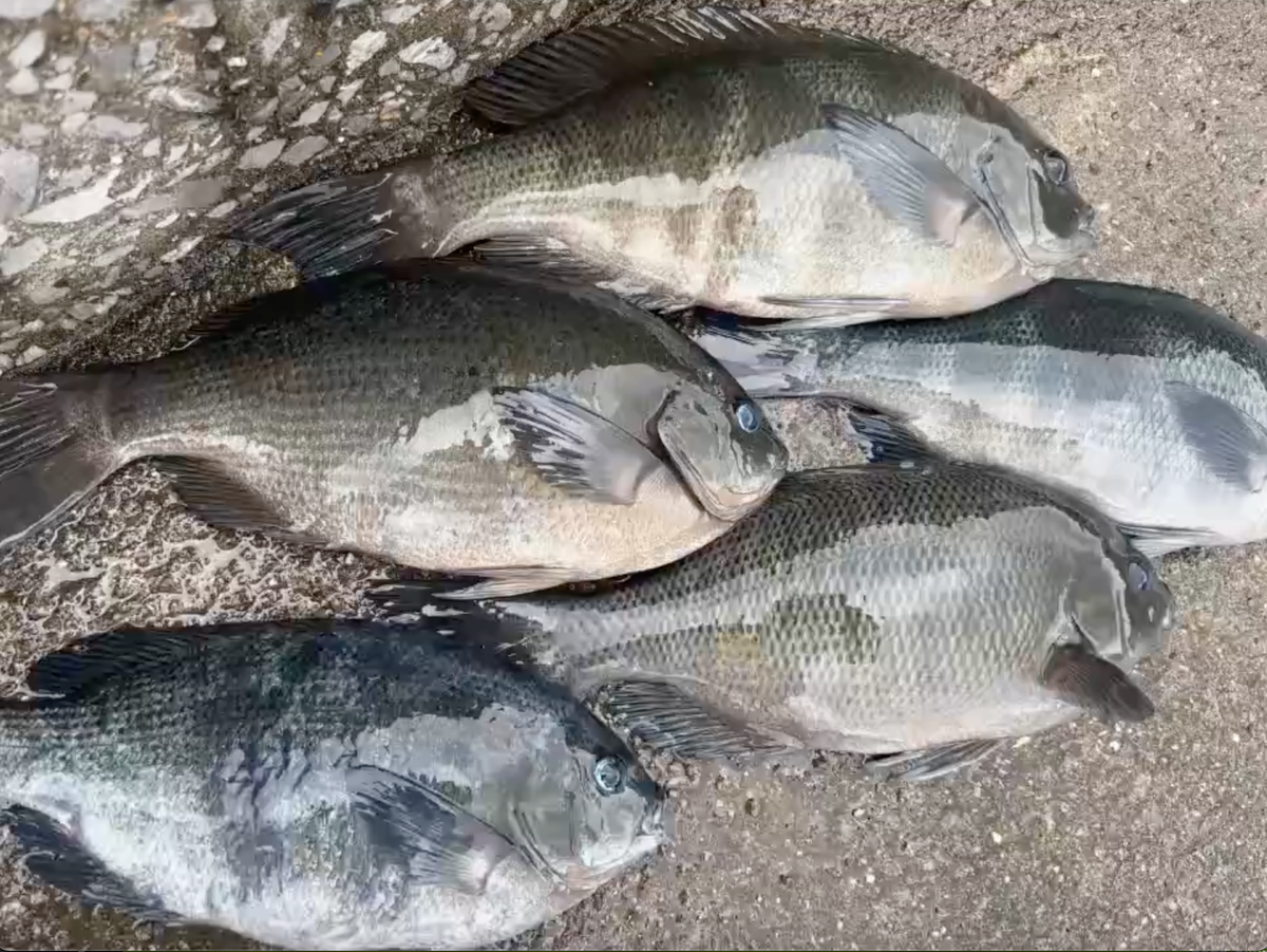 Southern Oita Prefecture Tsurumi area, targeting greenfish and grunt