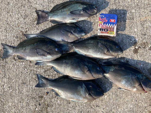 Disfruta de la costa rocosa otoñal con Iki-kun en bruto para PRO (Yonemizutsu, prefectura de Oita) Aso