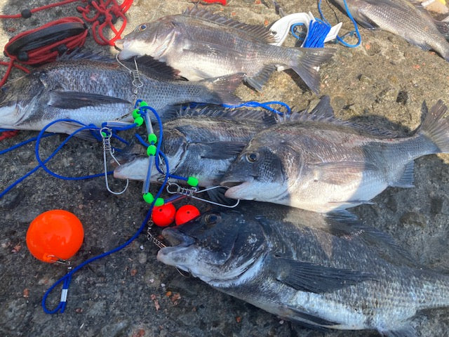 上天草松島のチヌ 麻生 – 釣りエサの総合メーカー「ヒロキュー」