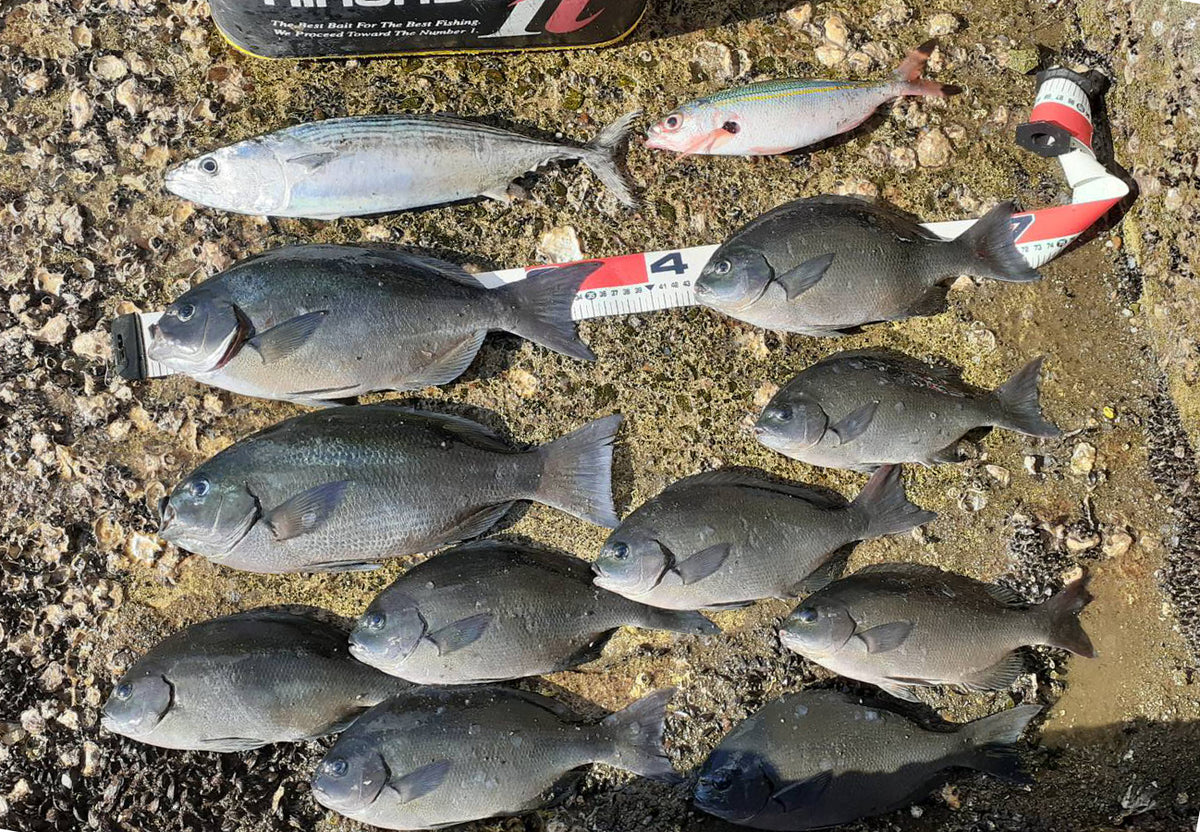 Early summer tail length fishing shun