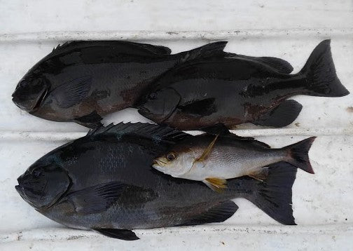 Primera pesca en Reiwa XNUMX años .. Bamboo yan