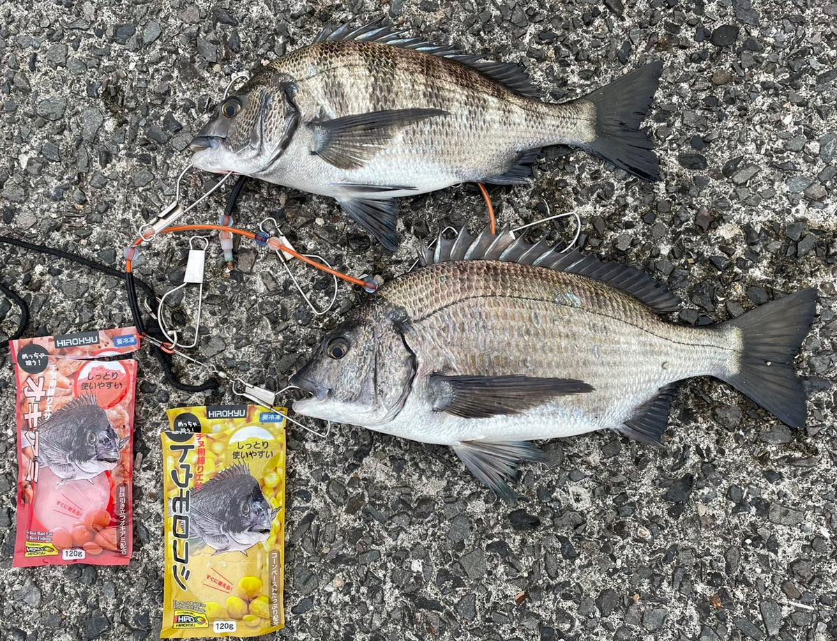 La primera pesca de dorada negra en Kinko Bay Huele a pleno