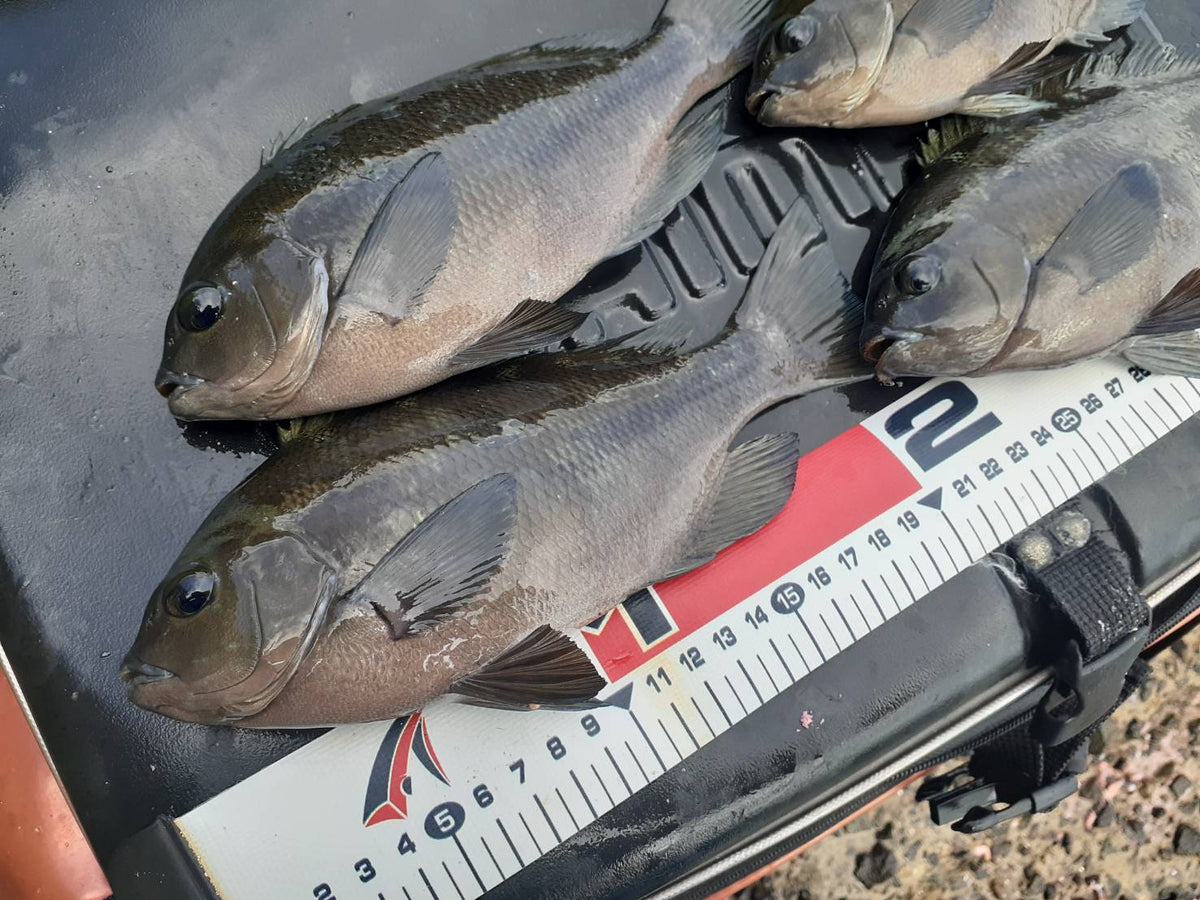 summer gure fishing shun