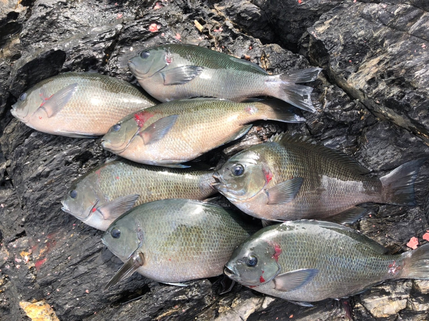 山口県笠戸島で良型グレget！ 外輪 – 釣りエサの総合メーカー