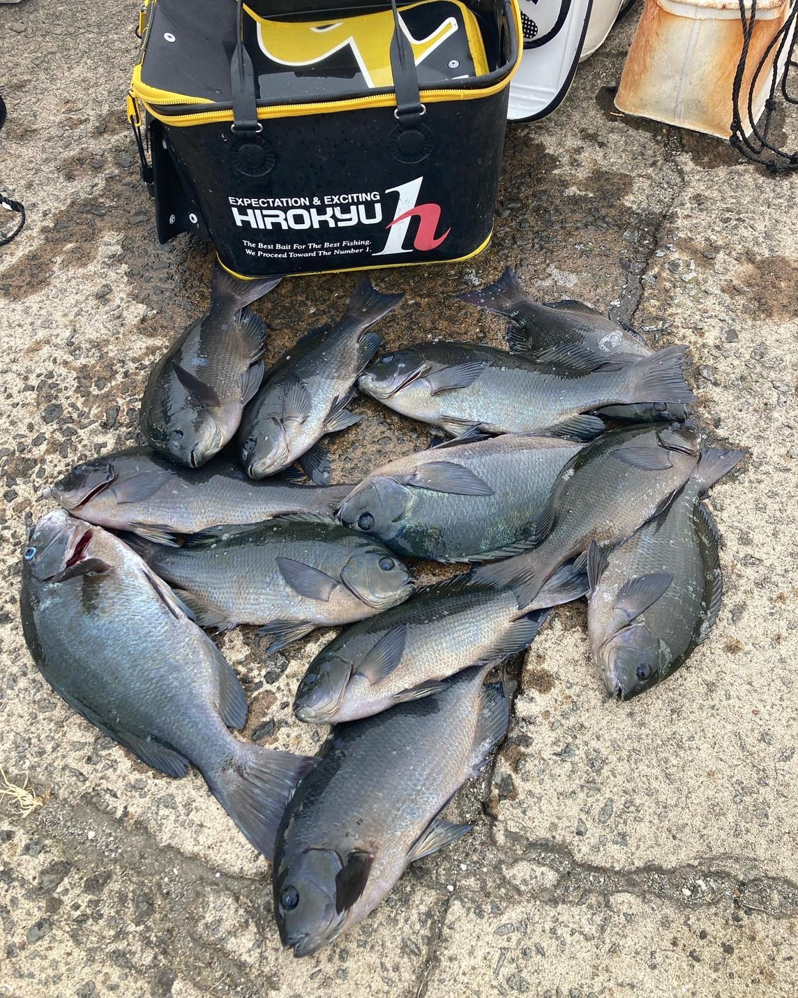 Torneo Daiwa Gure Masters 2022 Kagoshima 1