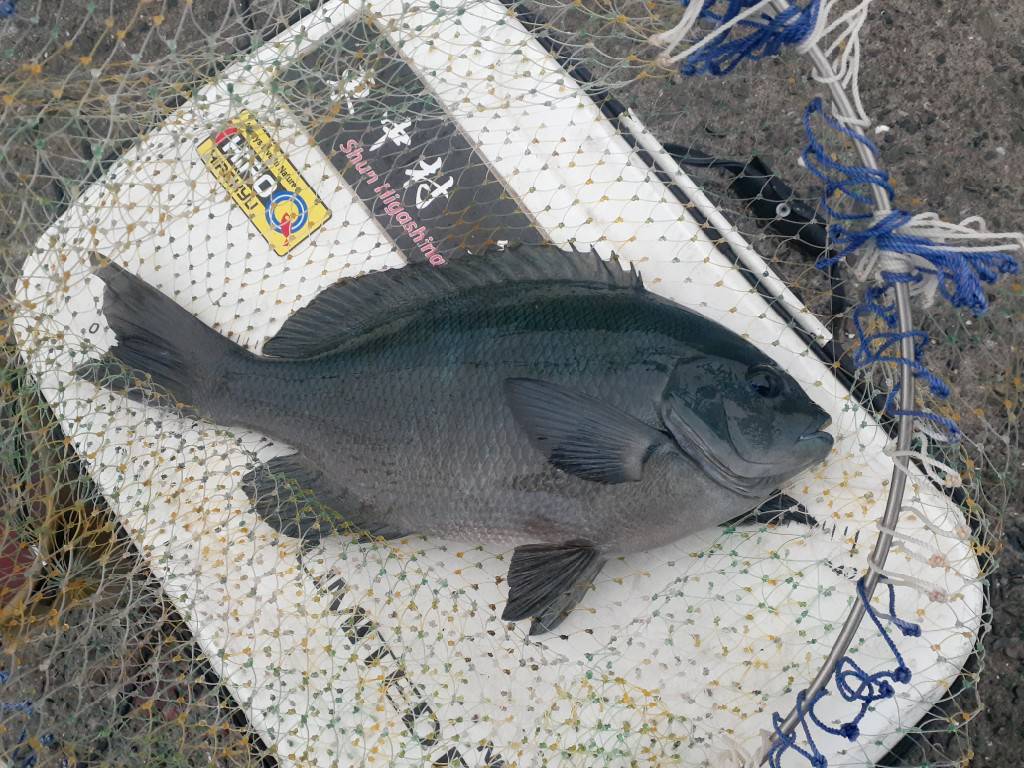 Nansatsu Gure fishing shun