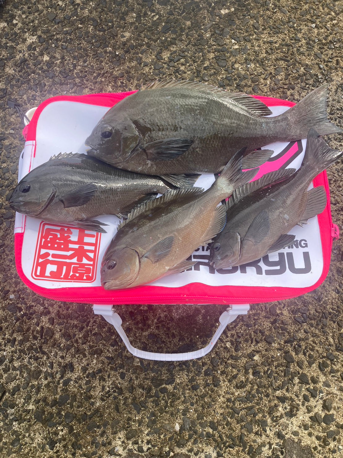 Kagoshima City Rock Fishing Kamikihara