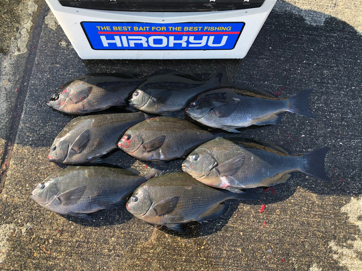 ☆ Pesca en el extremo sur de Honshu ☆ Hata