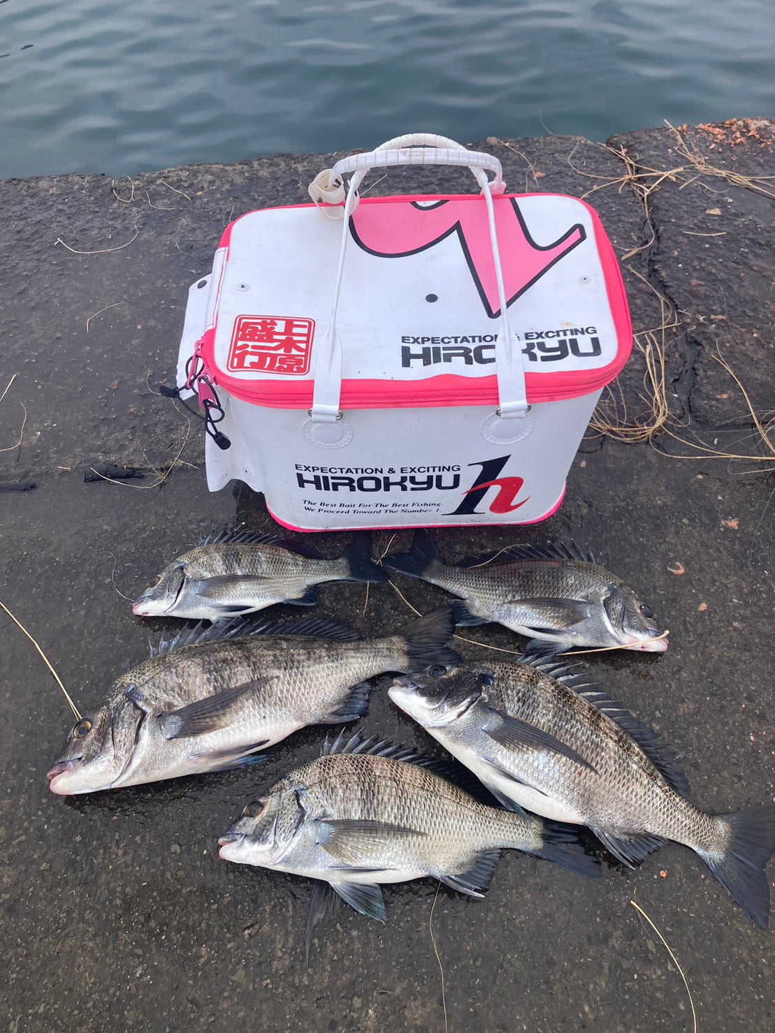 “Black sea bream fishing in my spare time” Kamikihara