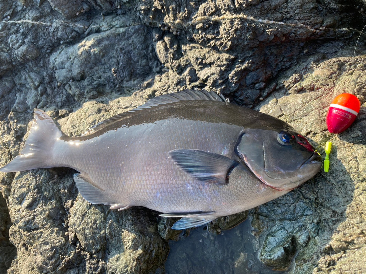 Final fishing and first fishing in Yonouzu Aso