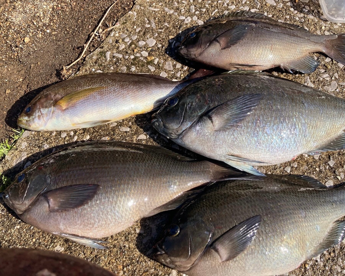 Tsurumi area largescale blackfish fishing at Akaiwa Aso