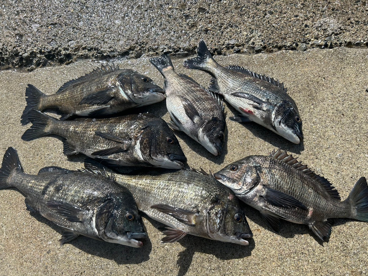 広島市近郊でチヌ釣り　外輪