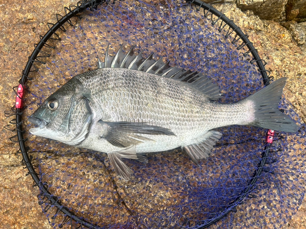 黄島で乗っ込みチヌ釣り　外輪
