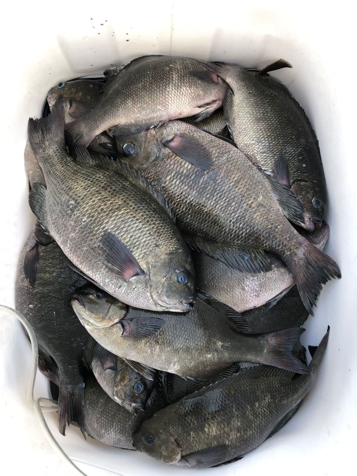 『チヌもグレも釣りたい！』 秦