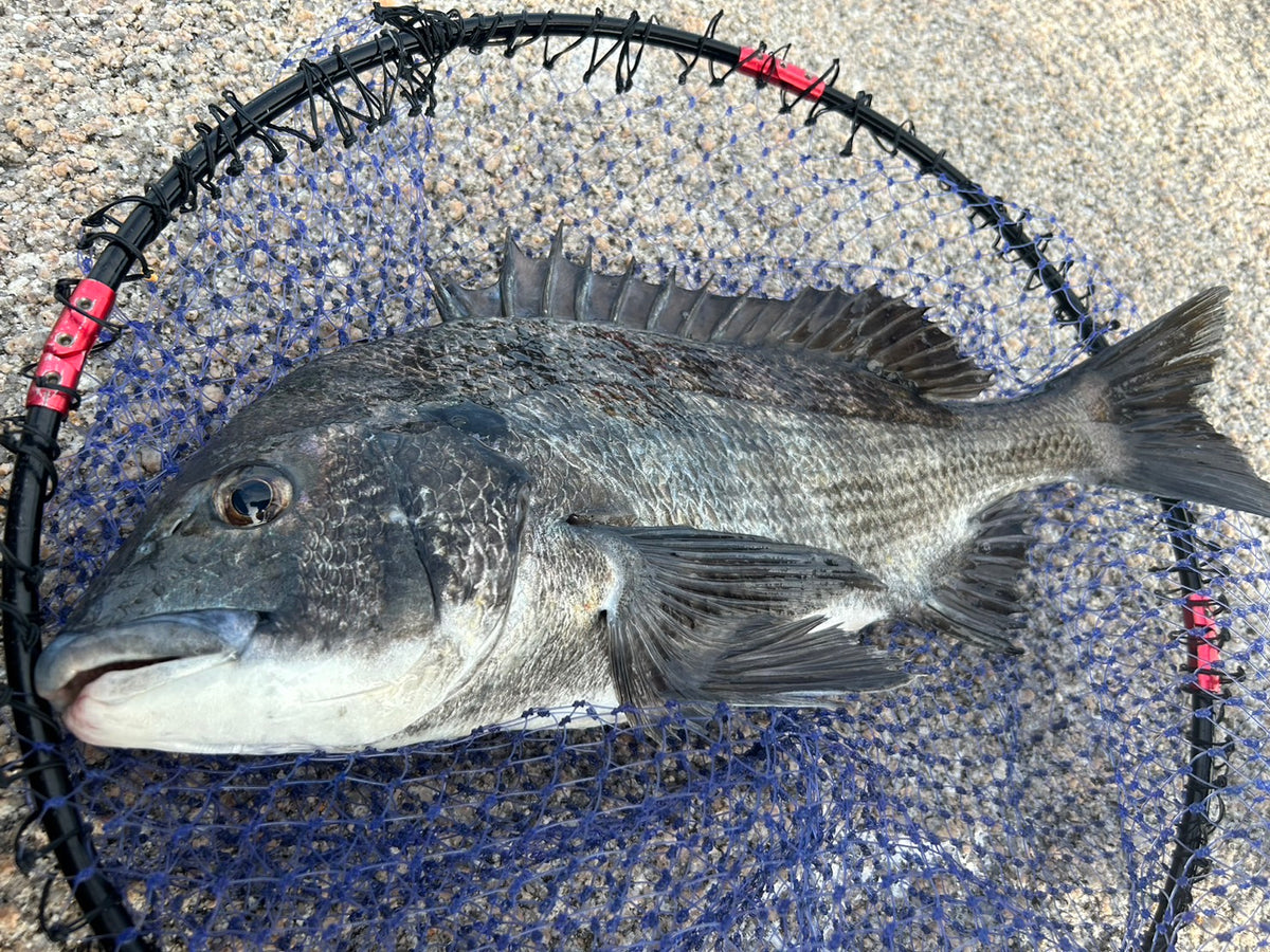 チヌ釣り大会で好釣果！　外輪