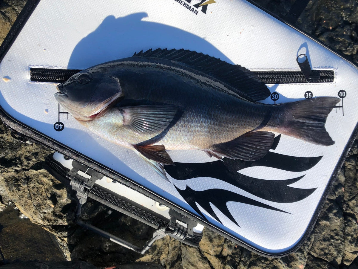 本年度　初釣り　秦