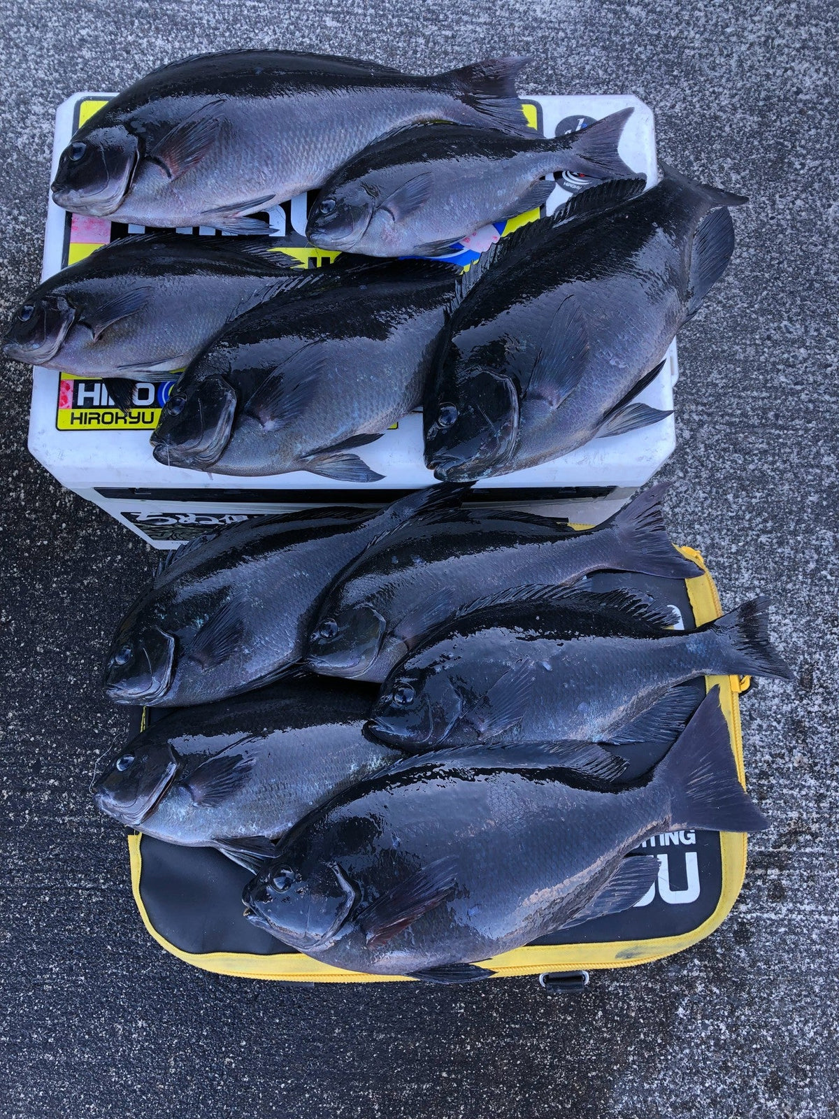 寒グレ釣行２日目　　秦