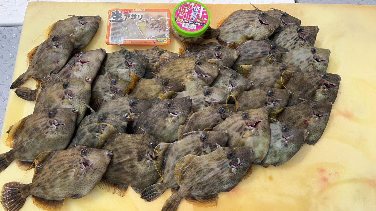 釣友とカワハギ釣りへ！　吉田