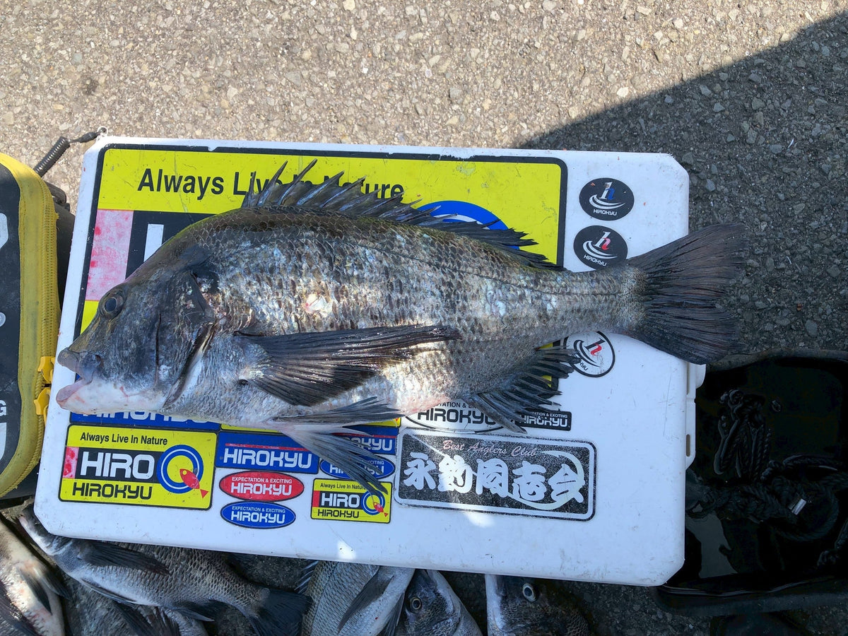 乗っ込みチヌ最盛期　秦
