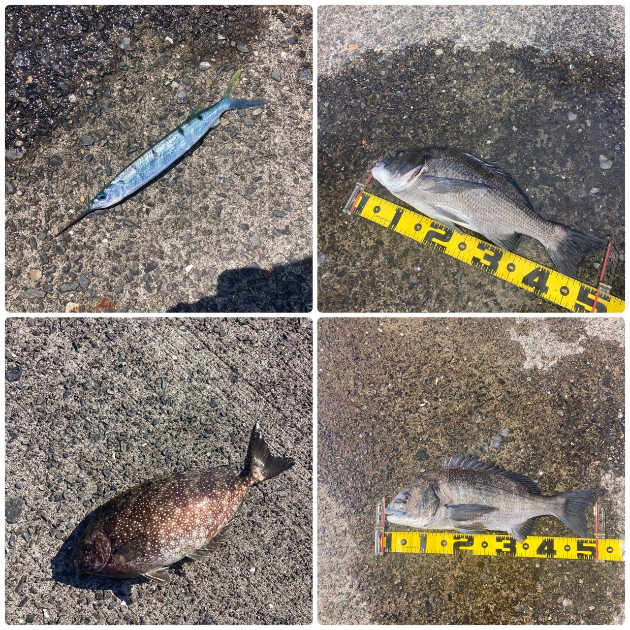 夏チヌ始動』 上木原 – 釣りエサの総合メーカー「ヒロキュー」