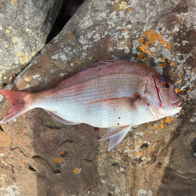 11月8日 鹿児島県長島町伊唐島沖　前島の磯　麻生