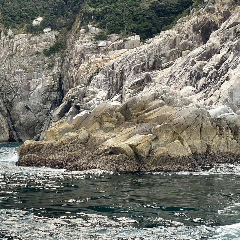 ¡Pesca de besugo negro en Funama, Hachigase, península de Osumi!