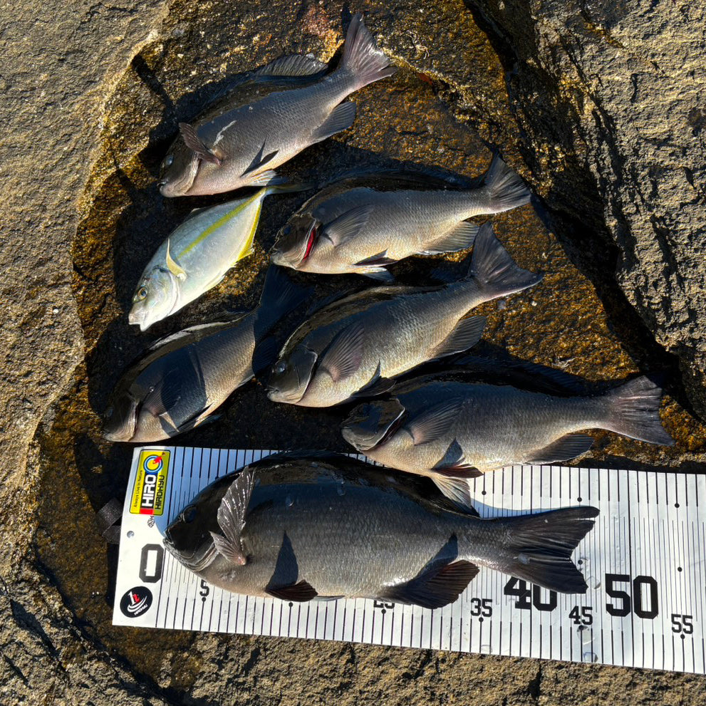 "Kishira, Kimotsuki Town 2025 Final Fishing " Hanadou