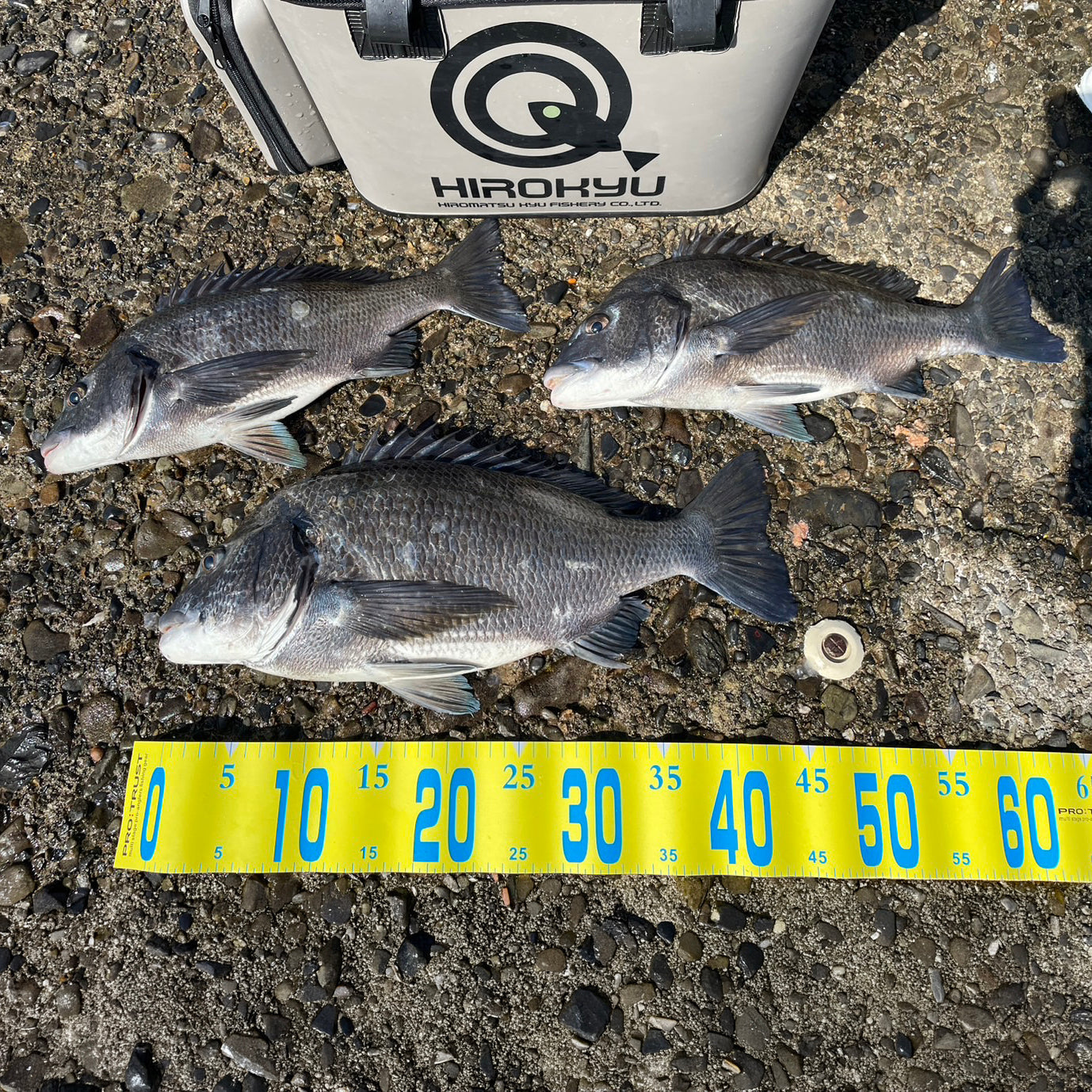 阿久根市脇元港外側チヌ釣り 酒匂 – 釣りエサの総合メーカー「ヒロキュー」