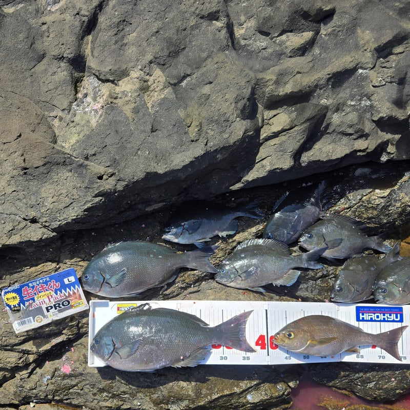 "Pesca de cola larga en Cabo Sata" por Shun