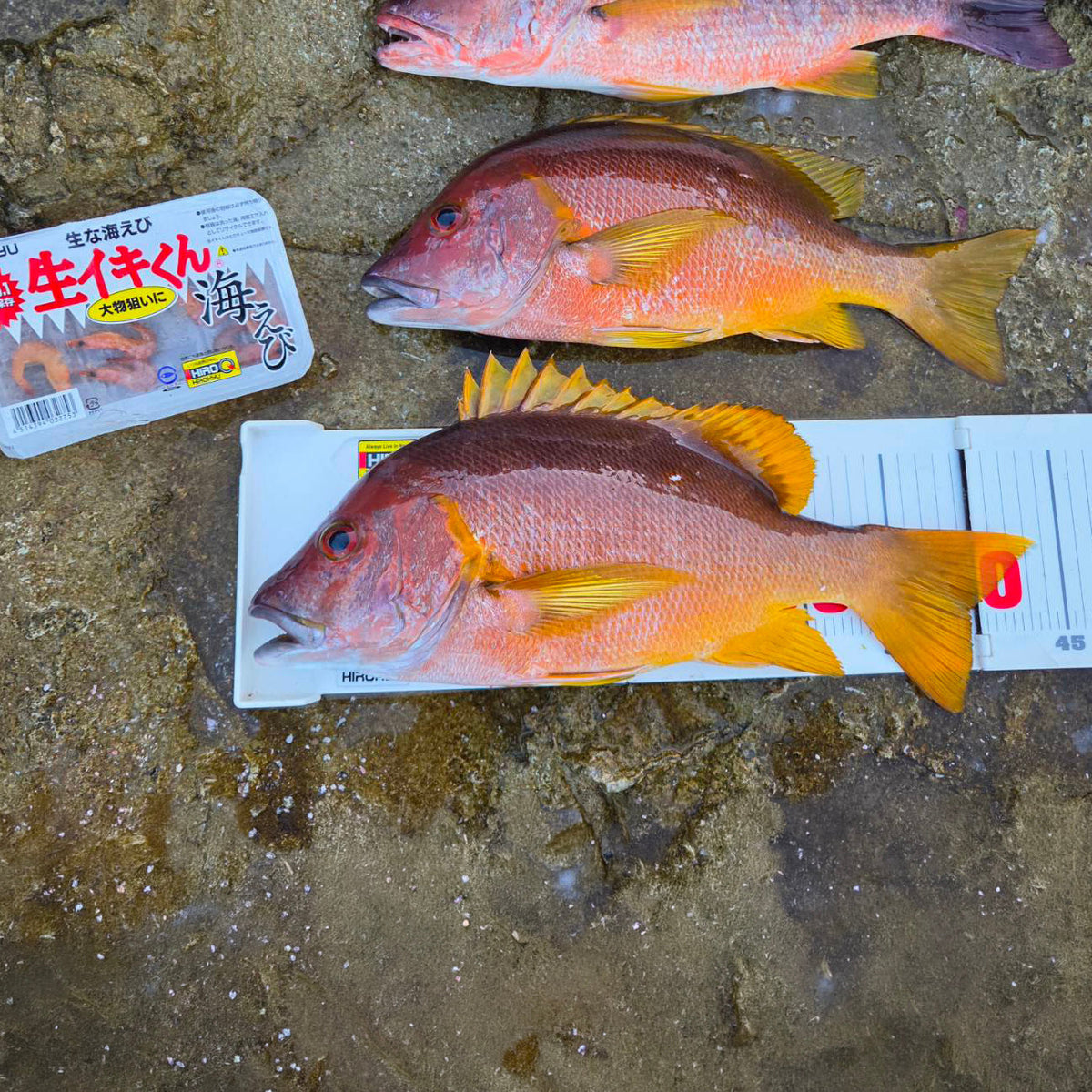 『高級魚シブダイ釣行』shun