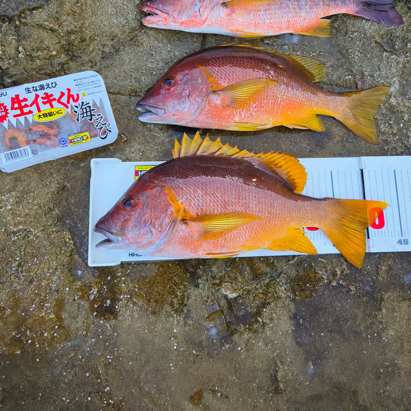 「釣高級魚類—日本鯛魚之旅」—順