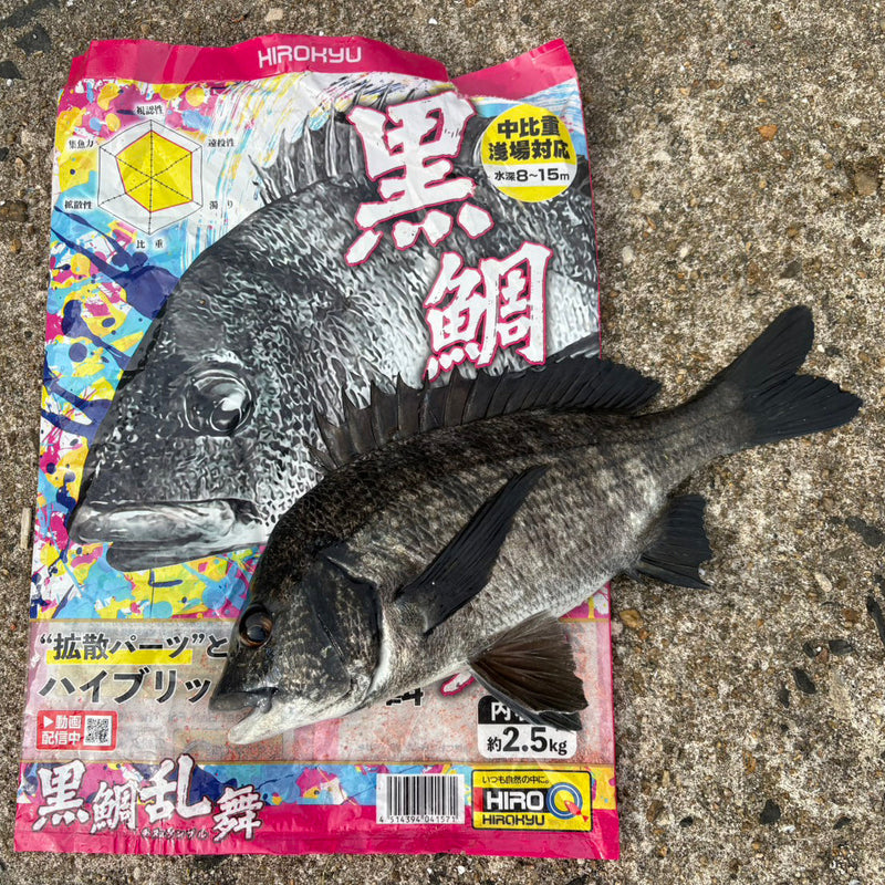 「大村湾　初秋のチヌ釣り」村川