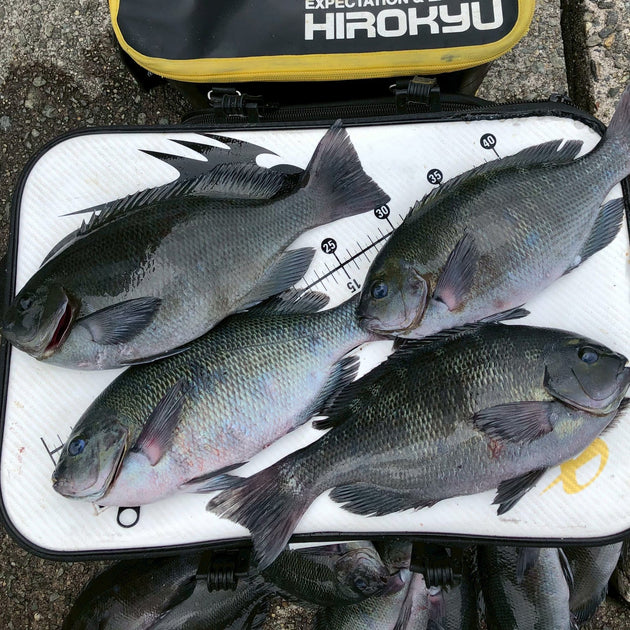 Pier-greenfish fishing before the rainy season Hata - Hirokyu, a ...