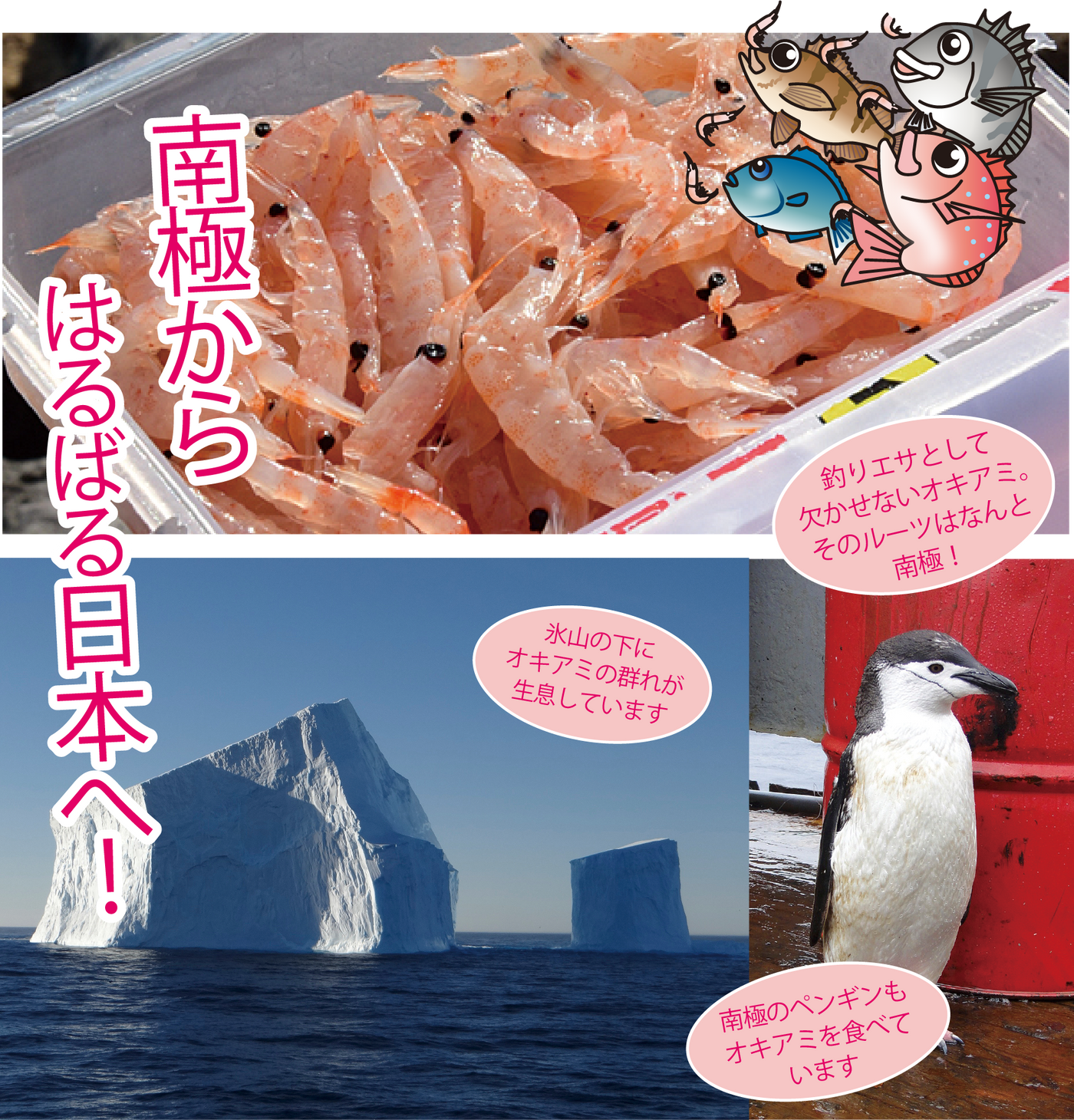 南極から、はるばる日本へ！釣り餌としては欠かせないオキアミ。そのルーツはなんと、南極。南極ペンギンもオキアミを食べています。氷山の下にオキアミが生息しています。